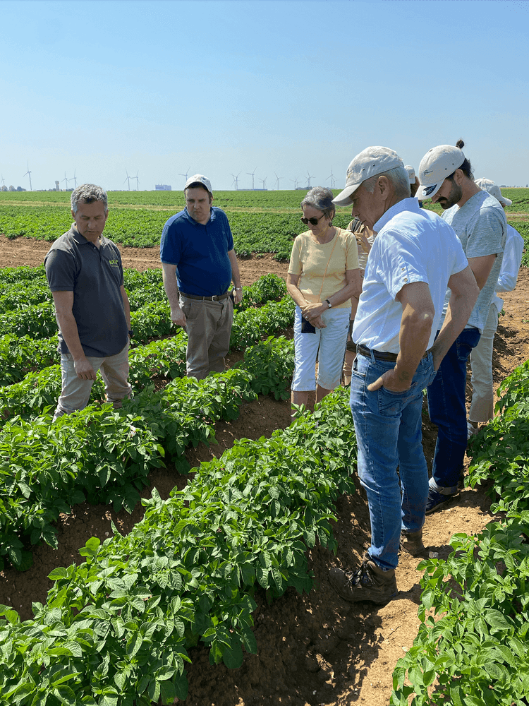 Visite sociétaire dans un champs de pommes de terre