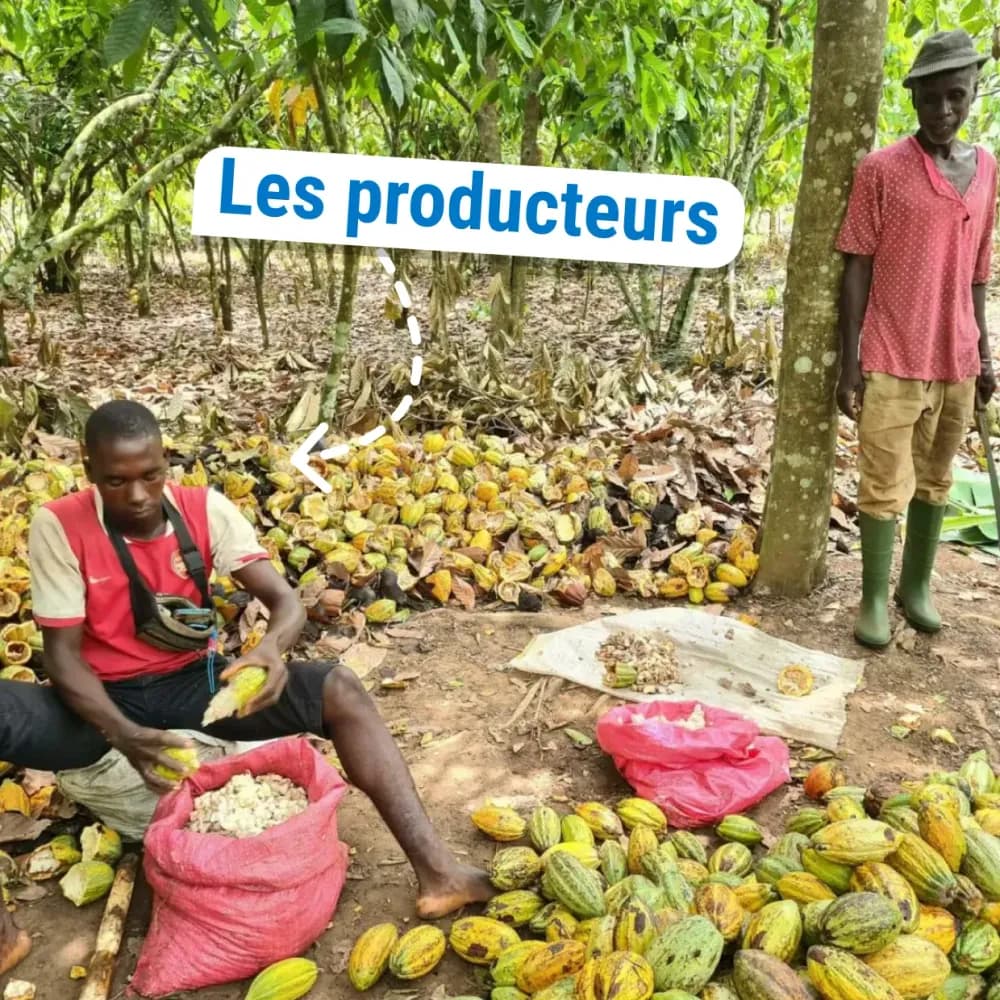 Producteurs de cacao pour le chocolat C'est qui le Patron ?!