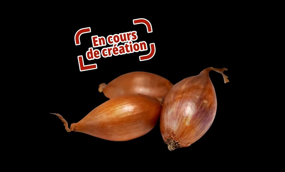 Échalotes, en cours de création