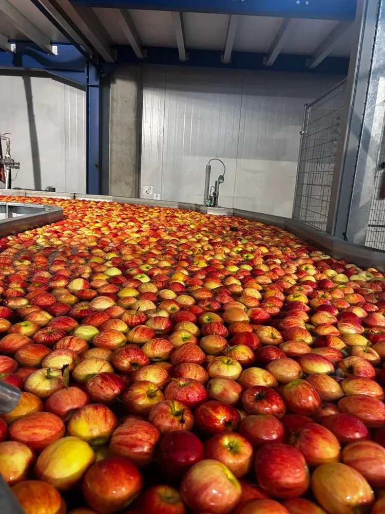 Visite sociétaire pommes - octobre 2026