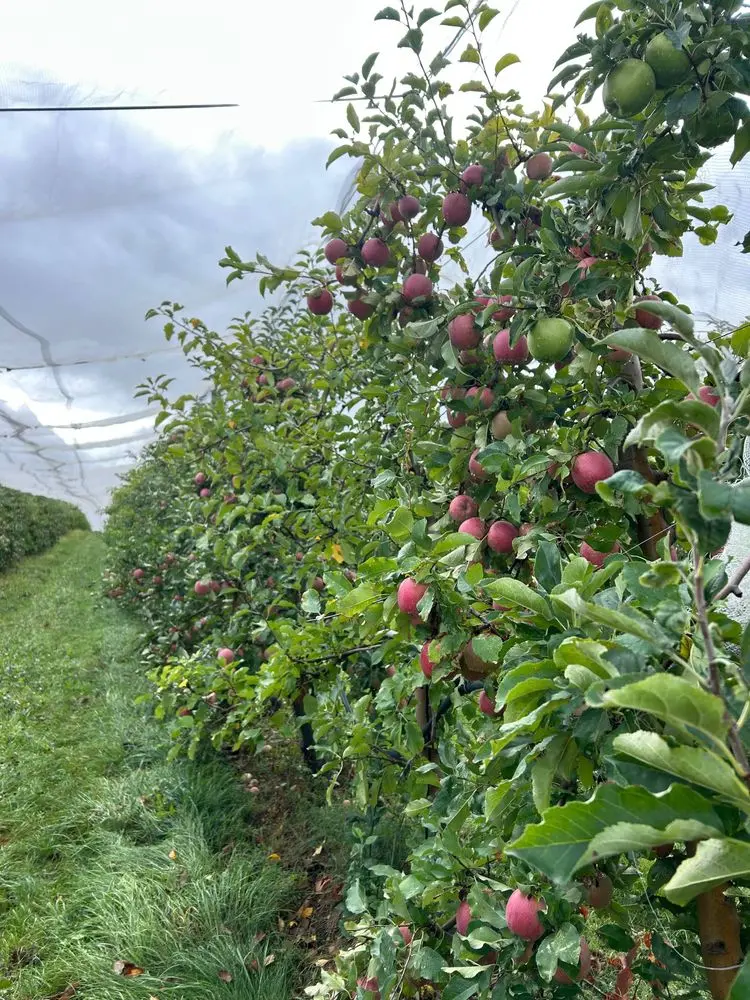 Visite sociétaire pommes - octobre 2026