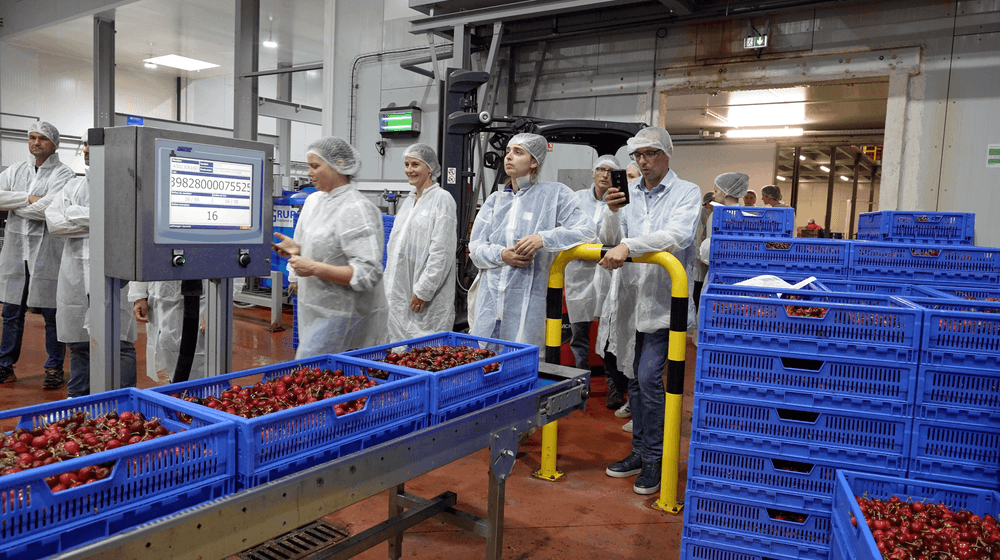 Visite de l'usine de conditionnement de cerises c'est qui le Patron